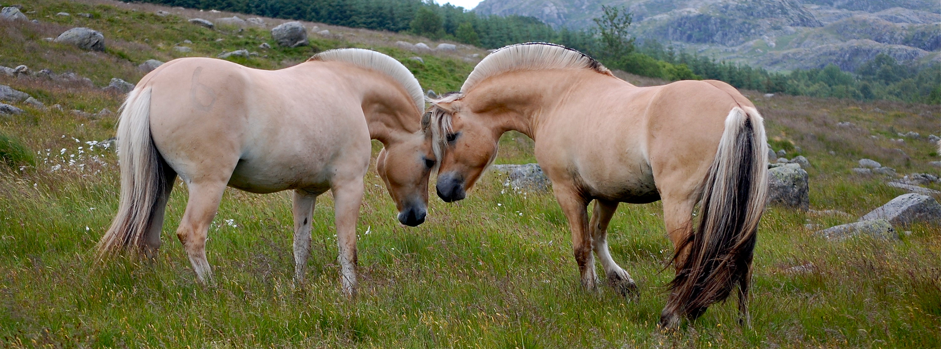 Fjord Pony